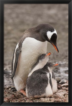 Framed Antarctica, Aitcho Island, Gentoo penguin Print