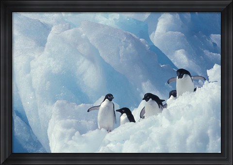 Framed Adelie Penguins, Antarctica Print
