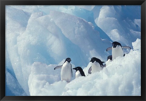 Framed Adelie Penguins, Antarctica Print