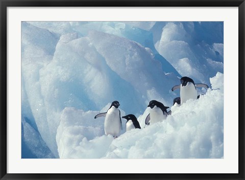 Framed Adelie Penguins, Antarctica Print