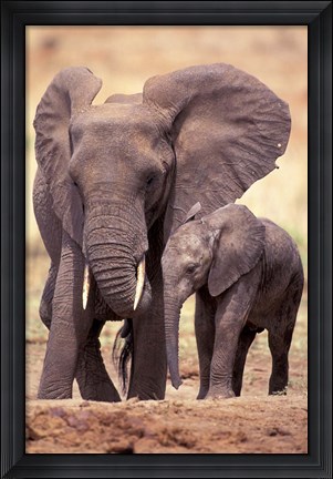 Framed African Elephants, Tarangire National Park, Tanzania Print