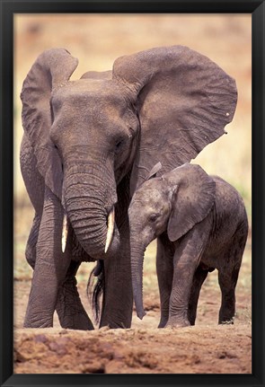 Framed African Elephants, Tarangire National Park, Tanzania Print