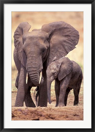 Framed African Elephants, Tarangire National Park, Tanzania Print