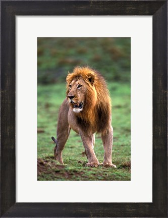 Framed Adult male lion, Masai Mara Game Reserve, Kenya Print
