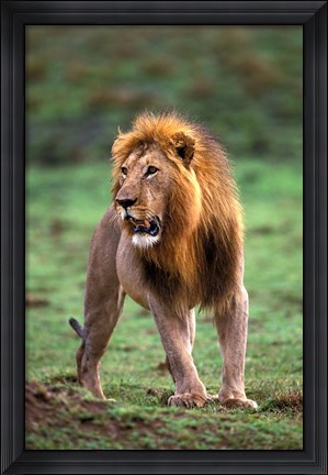 Framed Adult male lion, Masai Mara Game Reserve, Kenya Print