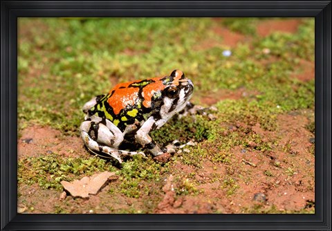 Framed Africa, Madagascar, Isalo. Terrible frog Print