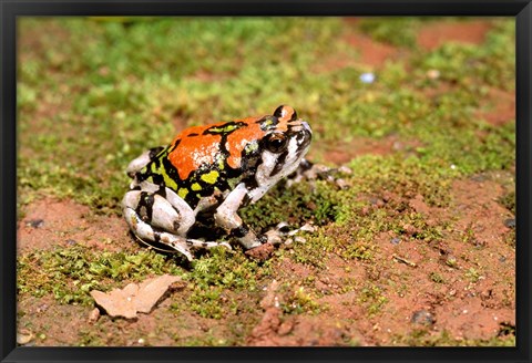 Framed Africa, Madagascar, Isalo. Terrible frog Print