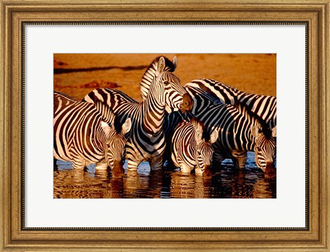 Framed Botswana, Chobe NP, Linyanti Reserve, zebra Print