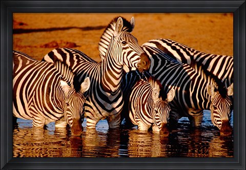 Framed Botswana, Chobe NP, Linyanti Reserve, zebra Print