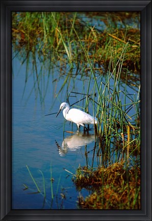 Framed Botswana, Okavango Delta. Egret wildlife Print