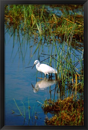 Framed Botswana, Okavango Delta. Egret wildlife Print