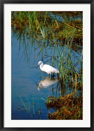 Framed Botswana, Okavango Delta. Egret wildlife Print