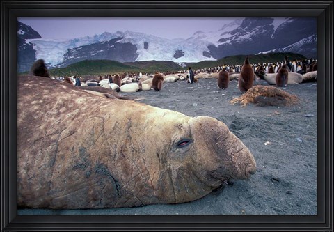 Framed Elephant Seal and King Penguins, South Georgia Island, Antarctica Print