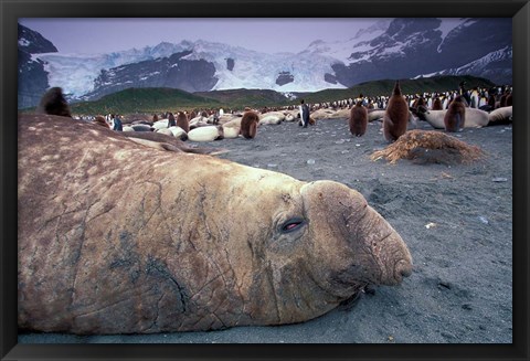 Framed Elephant Seal and King Penguins, South Georgia Island, Antarctica Print