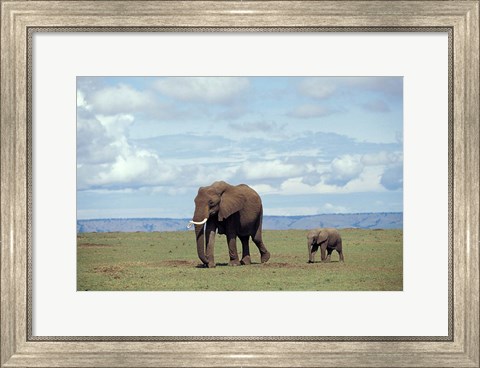 Framed African baby elephant with mother, Masai Mara Game Reserve, Kenya Print