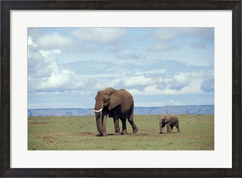 Framed African baby elephant with mother, Masai Mara Game Reserve, Kenya Print