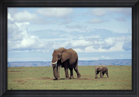 Framed African baby elephant with mother, Masai Mara Game Reserve, Kenya Print