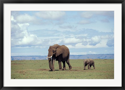 Framed African baby elephant with mother, Masai Mara Game Reserve, Kenya Print