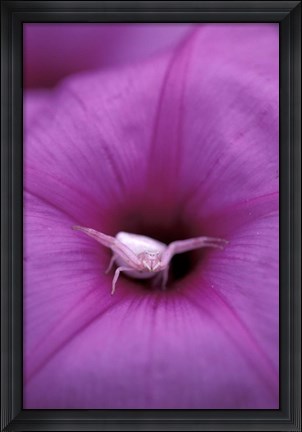 Framed Crab Spider on Flower, Gombe National Park, Tanzania Print