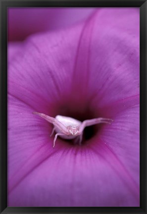 Framed Crab Spider on Flower, Gombe National Park, Tanzania Print