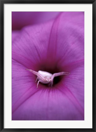 Framed Crab Spider on Flower, Gombe National Park, Tanzania Print