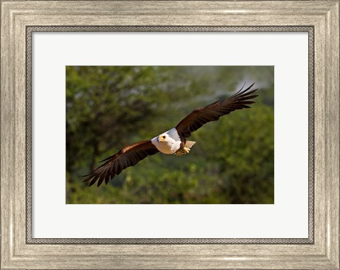 Framed Fish Eagle in Flight, Kenya Print