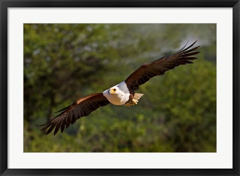 Framed Fish Eagle in Flight, Kenya Print