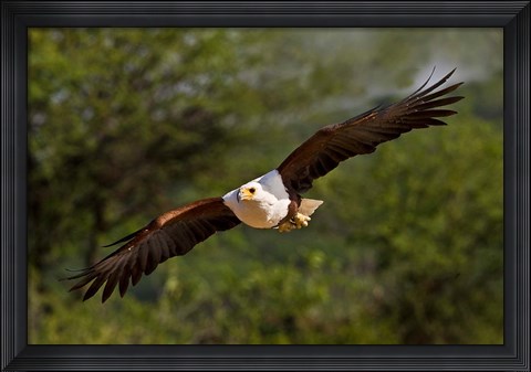 Framed Fish Eagle in Flight, Kenya Print