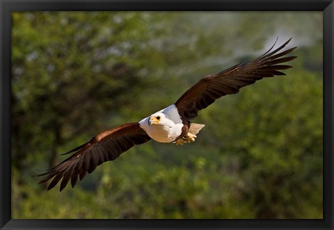 Framed Fish Eagle in Flight, Kenya Print