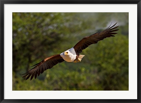 Framed Fish Eagle in Flight, Kenya Print