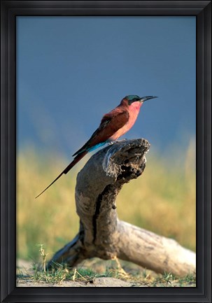 Framed Botswana, Chobe NP, Carmine Bee Eater bird, Chobe River Print