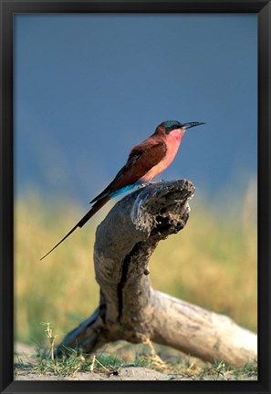 Framed Botswana, Chobe NP, Carmine Bee Eater bird, Chobe River Print