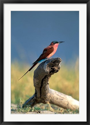 Framed Botswana, Chobe NP, Carmine Bee Eater bird, Chobe River Print