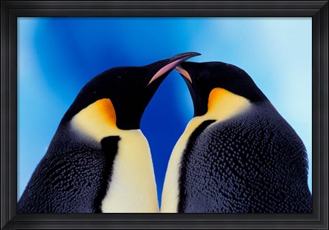 Framed Emperor Penguin Pair, Antarctica Print