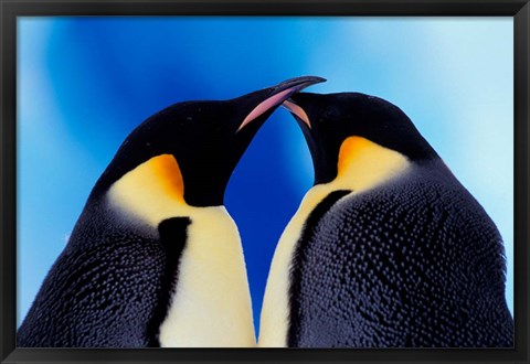 Framed Emperor Penguin Pair, Antarctica Print