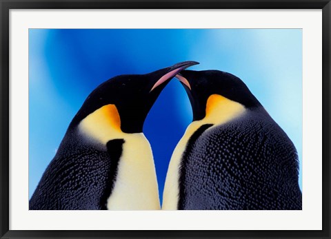 Framed Emperor Penguin Pair, Antarctica Print