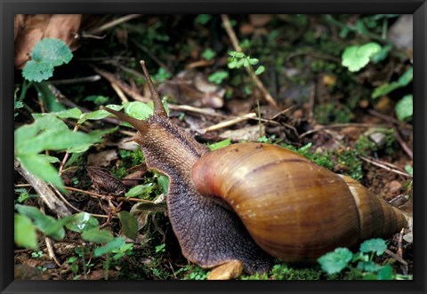 Framed Giant African Land Snail, Gombe National Park, Tanzania Print