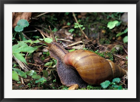 Framed Giant African Land Snail, Gombe National Park, Tanzania Print