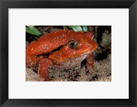 Framed Africa, Madagascar. Tomato frog (Dyscophus antongili) Print