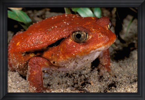 Framed Africa, Madagascar. Tomato frog (Dyscophus antongili) Print