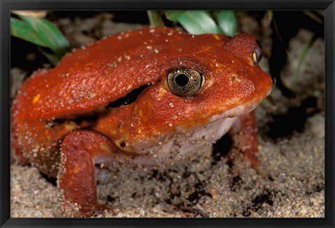 Framed Africa, Madagascar. Tomato frog (Dyscophus antongili) Print