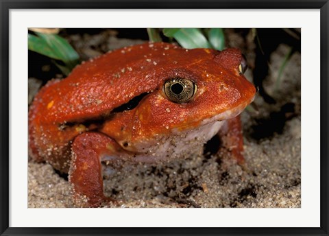 Framed Africa, Madagascar. Tomato frog (Dyscophus antongili) Print