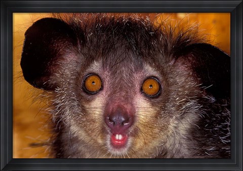 Framed Aye-Aye, Madagascar Print