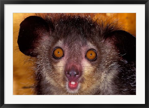 Framed Aye-Aye, Madagascar Print