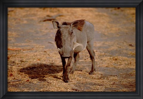 Framed Botswana, Chobe NP, Linyanti, Warthog Print