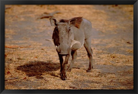 Framed Botswana, Chobe NP, Linyanti, Warthog Print