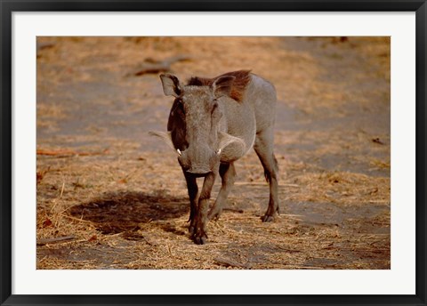 Framed Botswana, Chobe NP, Linyanti, Warthog Print