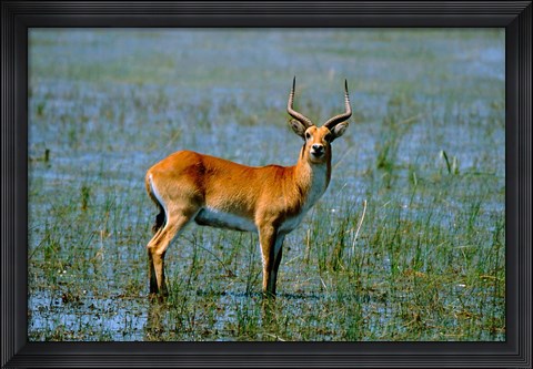 Framed Botswana, Okavango Delta, Red Lechwe wildlife Print