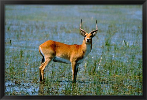 Framed Botswana, Okavango Delta, Red Lechwe wildlife Print