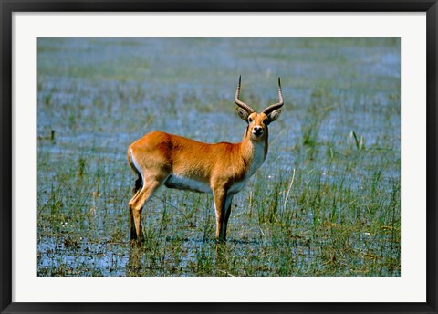 Framed Botswana, Okavango Delta, Red Lechwe wildlife Print